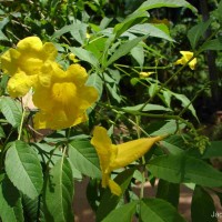 Tecoma stans var. stans